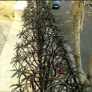 حفاظ نخل مرداب