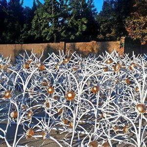 حفاظ گل آفتابگردان