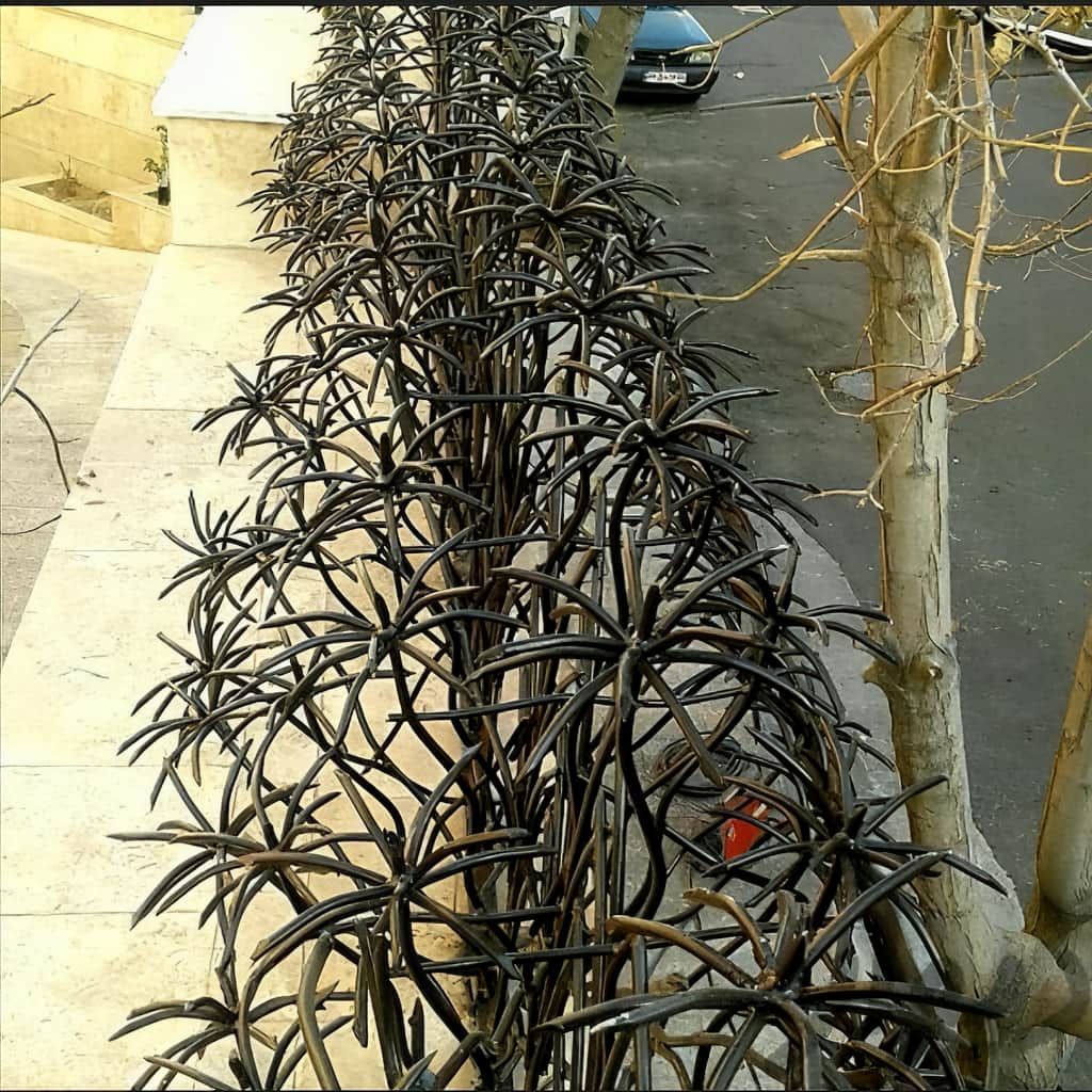 حفاظ نخل مرداب