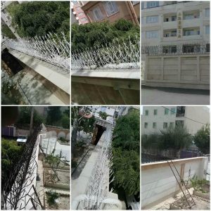 حفاظ شاخ گوزنی در بندر دیلم