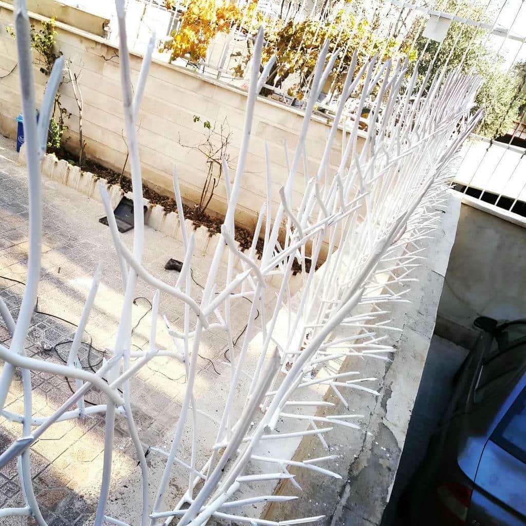 قیمت حفاظ شاخ گوزنی ظاهر نما در نیشابور