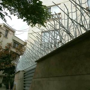 حفاظ شاخ گوزنی در تبریز