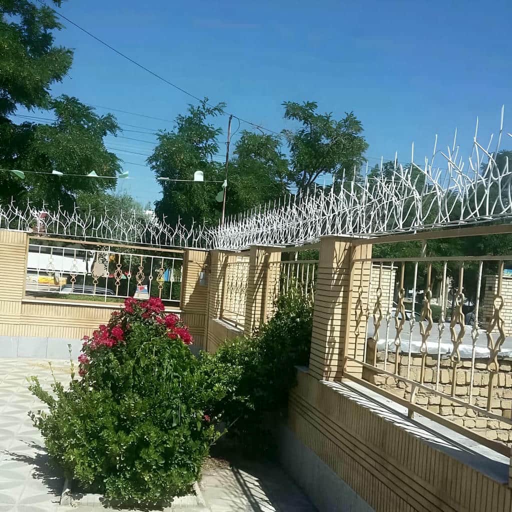 قیمت حفاظ شاخ گوزنی ظاهر نما در گنبدکاووس