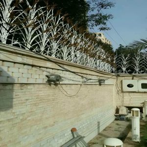 حفاظ شاخ گوزنی در بومهن