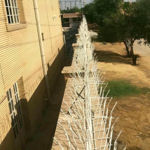 حفاظ شاخ گوزنی در تهران