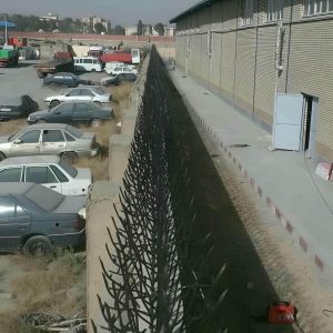 حفاظ شاخ گوزنی در استان گیلان