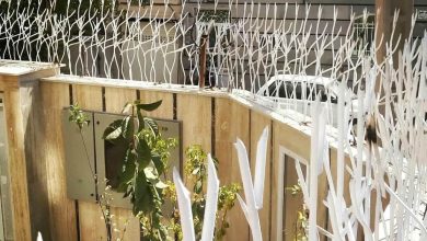 حفاظ شاخ گوزنی در اردبیل
