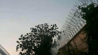 حفاظ شاخ گوزنی در فردیس کرج