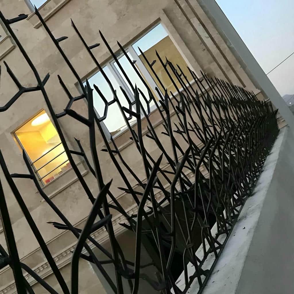 قیمت حفاظ شاخ گوزنی ظاهر نما در اردبیل