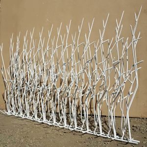 حفاظ شاخ گوزنی در قزوین