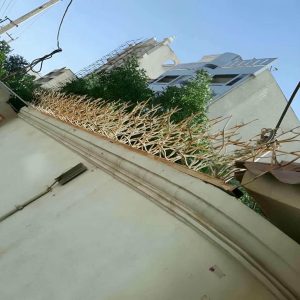 حفاظ شاخ گوزنی در شهریار