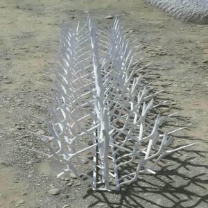 حفاظ شاخ گوزنی در شیراز