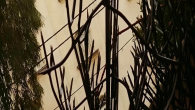 fence-wall-protection-deer-antler-spear-rd