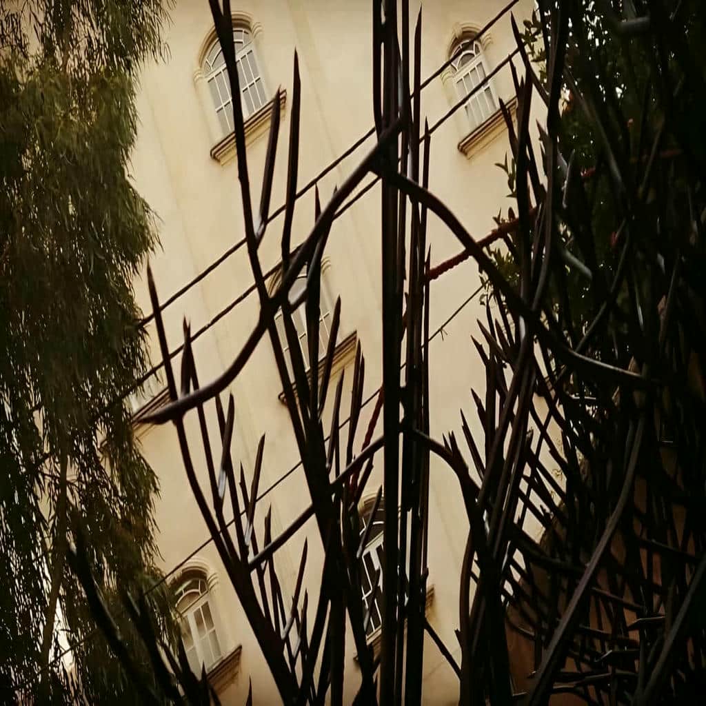 حفاظ شاخ گوزنی در کیش