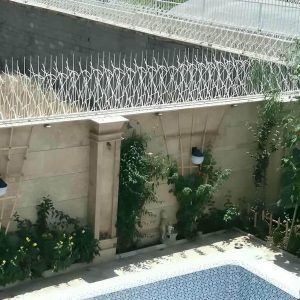 حفاظ شاخ گوزنی در بندرعباس