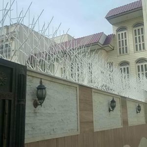 حفاظ شاخ گوزنی در رامسر